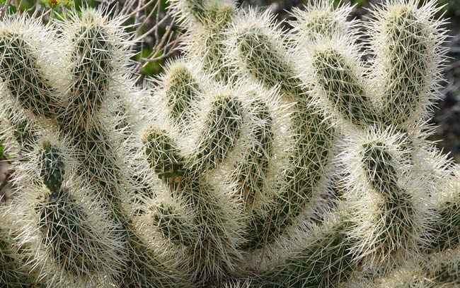 Teddy Bear Cholla grows up to 5 feet or so. The branches are shorter that the trunk and the leaves are modified into spines or glochids and emerging from areoles. Cylindropuntia bigelovii